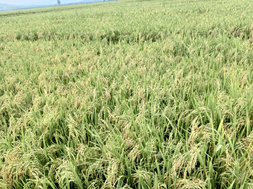 Catalyzing community-driven innovations in cereals and vegetables farming field schools for more sustainable, fair and resilient agrifood systems