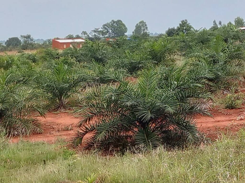 Avoiding further deforestation, increasing the supply of sustainably produced palm oil and improve farmers’ livelihoods
