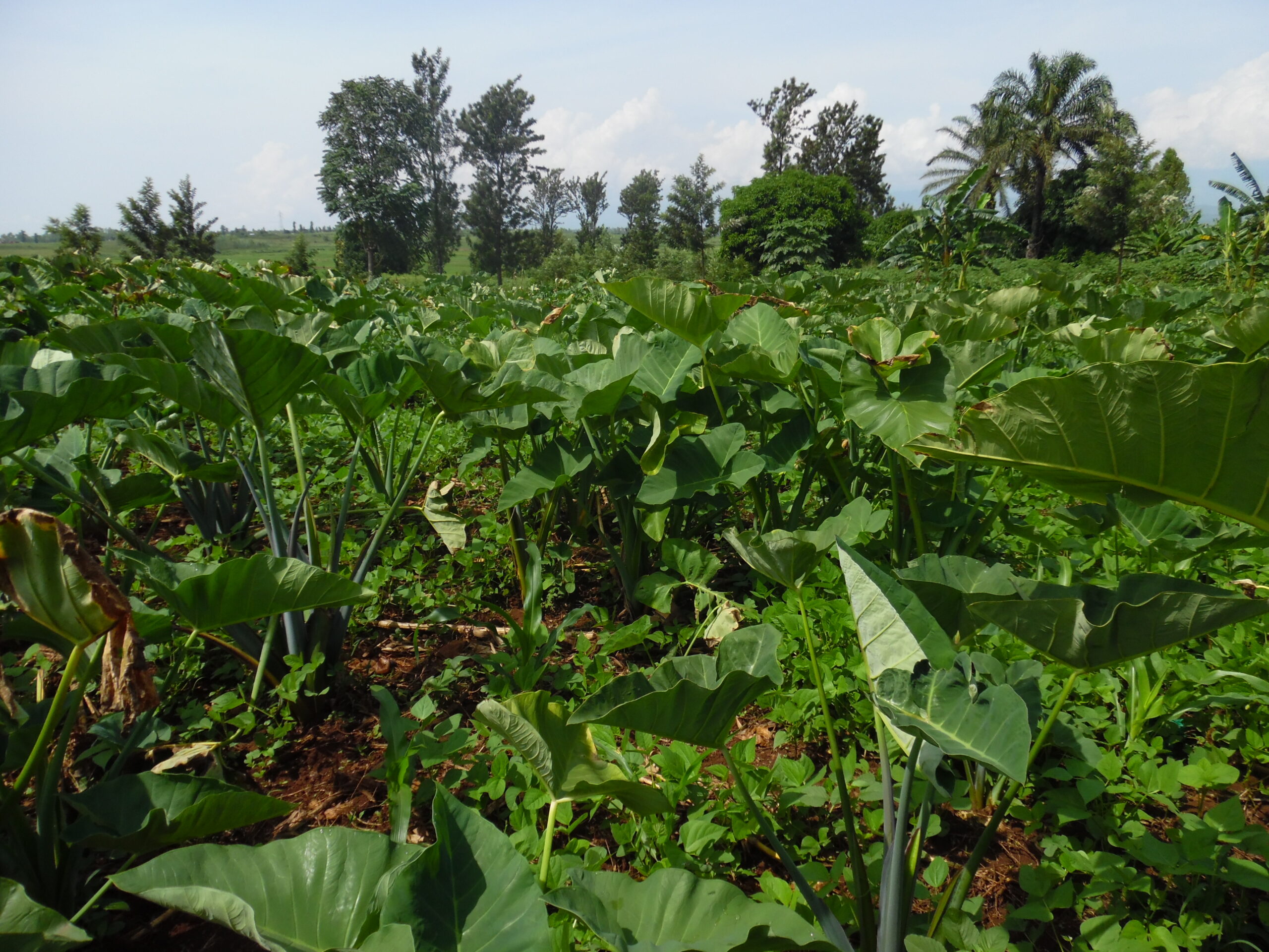 Integrating agroecology into pedagogical gardens for food production