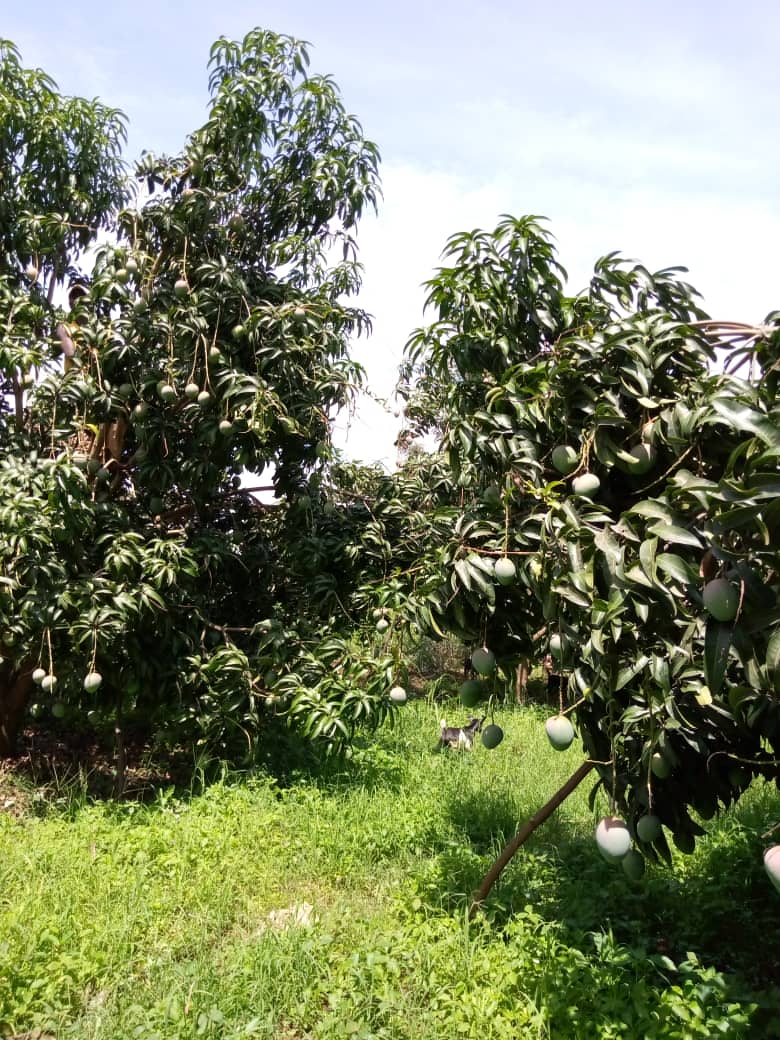 Improving vulnerable rural farmer incomes through mango value chain development