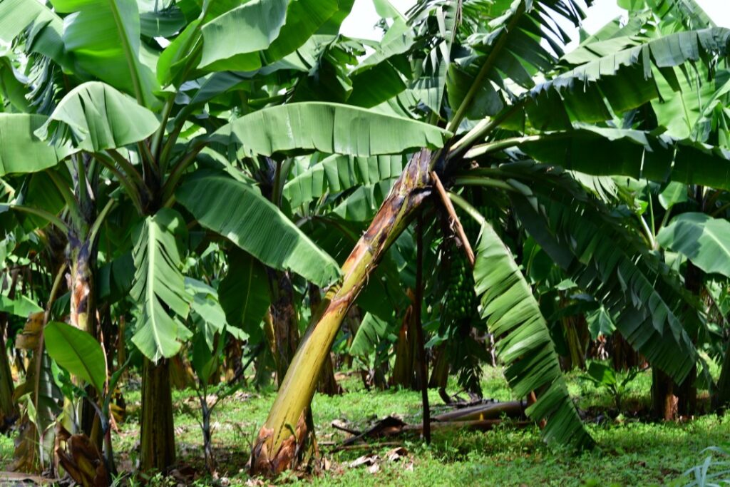 Bringing famers’ life hope through banana value chain development